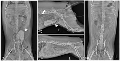 Case report: Emphysematous cystitis due to Escherichia coli infection with the extension of gas into multiple locations in two non-diabetic dogs: a computed tomographic diagnosis and successful management